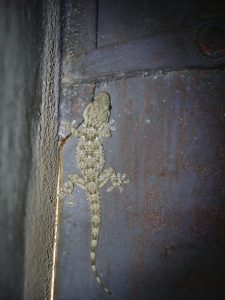 Mallorca Gecko